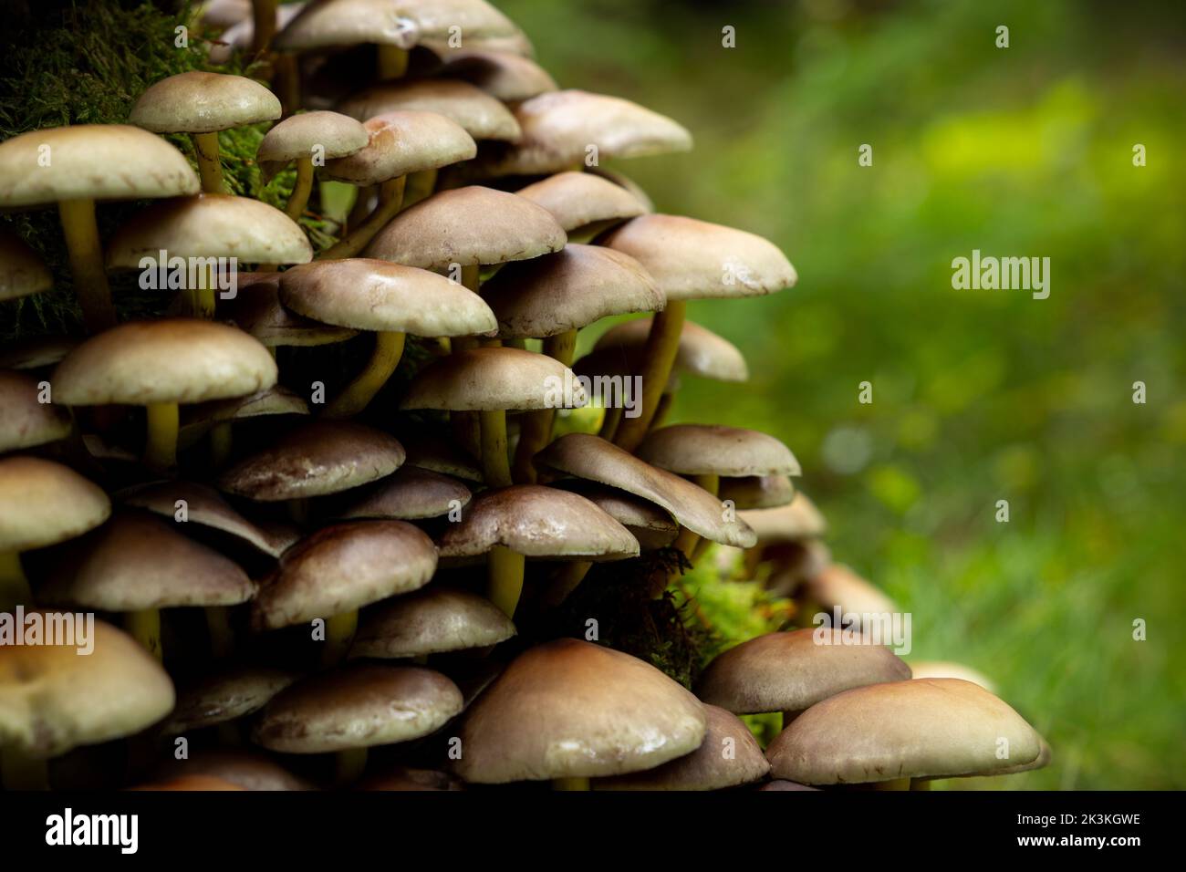 Armillaria ostoyae mushrooms, dark hallimasch in a forest Stock Photo