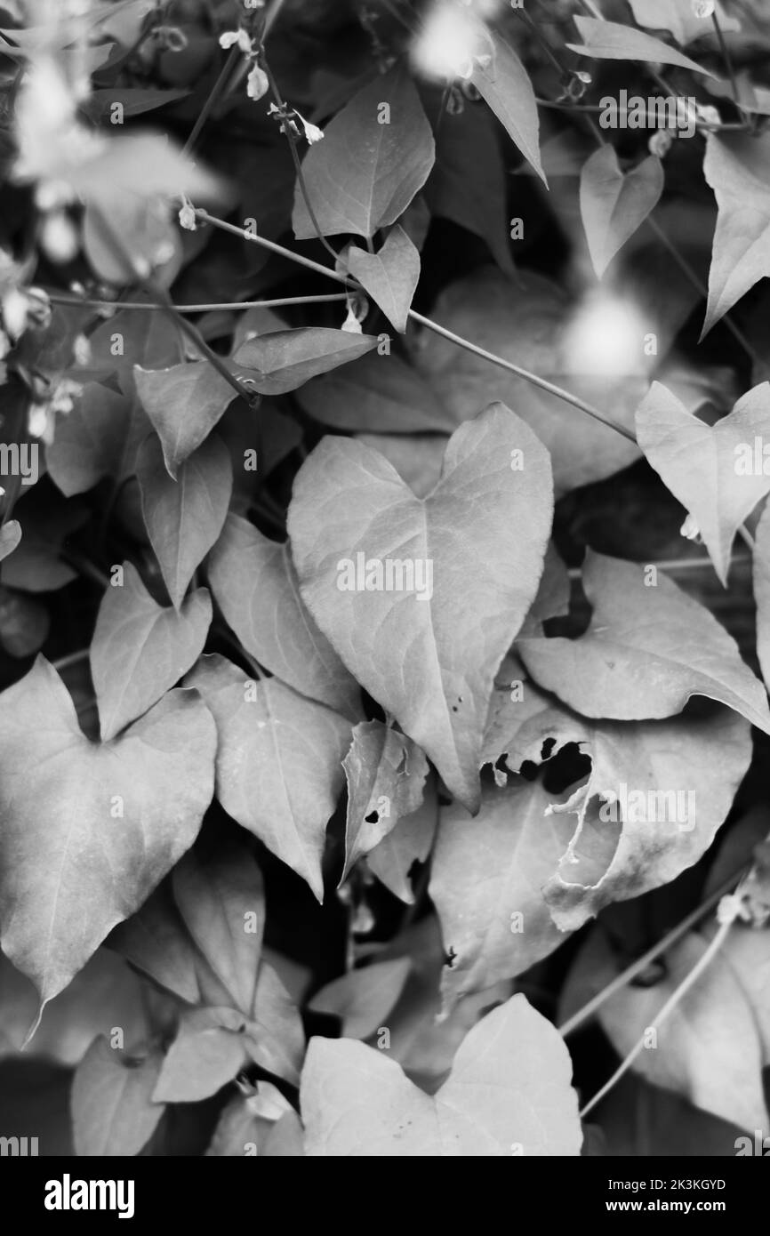 Plants growing fence Black and White Stock Photos & Images - Alamy