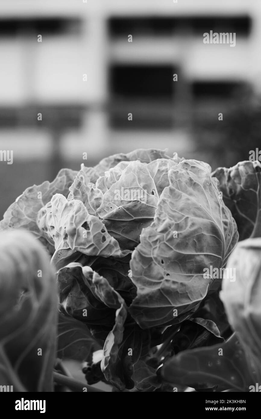 Fresh cabbage head growing in the summer kitchen garden in a black and