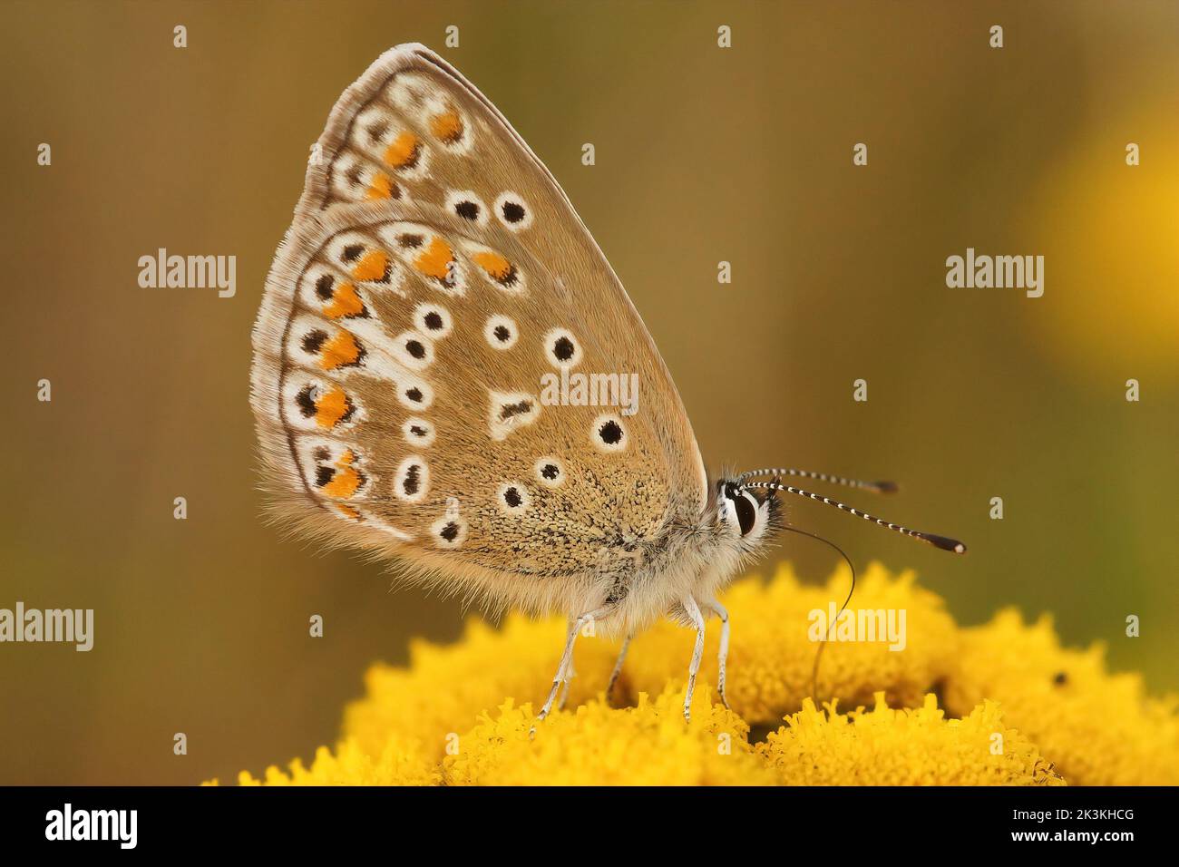Closeup on a Common European Icarus blue butterfly, Polyommatus icarus in the field Stock Photo