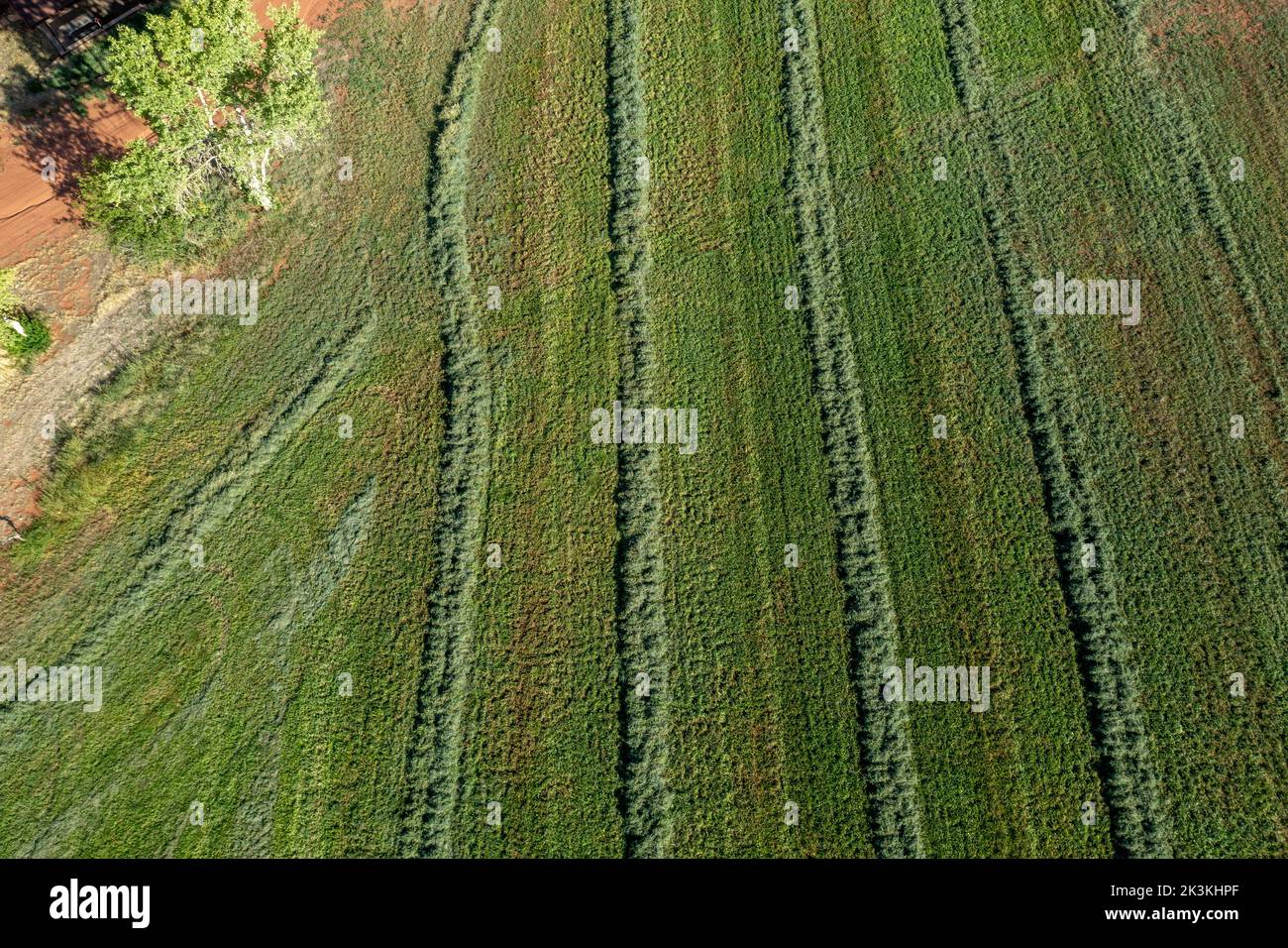 Aerial view of windrows of raked hay, ready for baling, in an alfalfa field on a ranch in the desert near Moab, Utah. Stock Photo