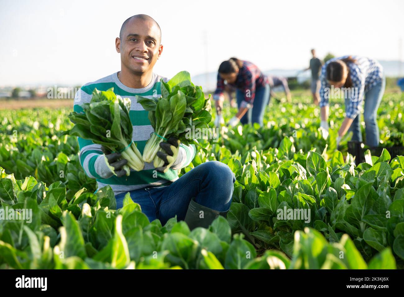 Latino male farmer showing freshly picked chard Stock Photo