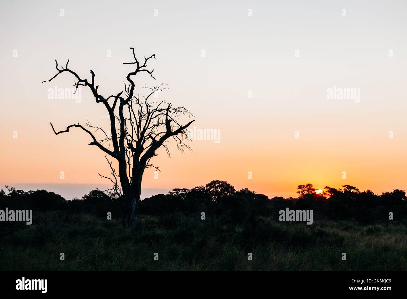 The sun coming up over Kruger National Park in South Africa lights up the African Savanna with a delicate orange highlight for a sunrise. Stock Photo