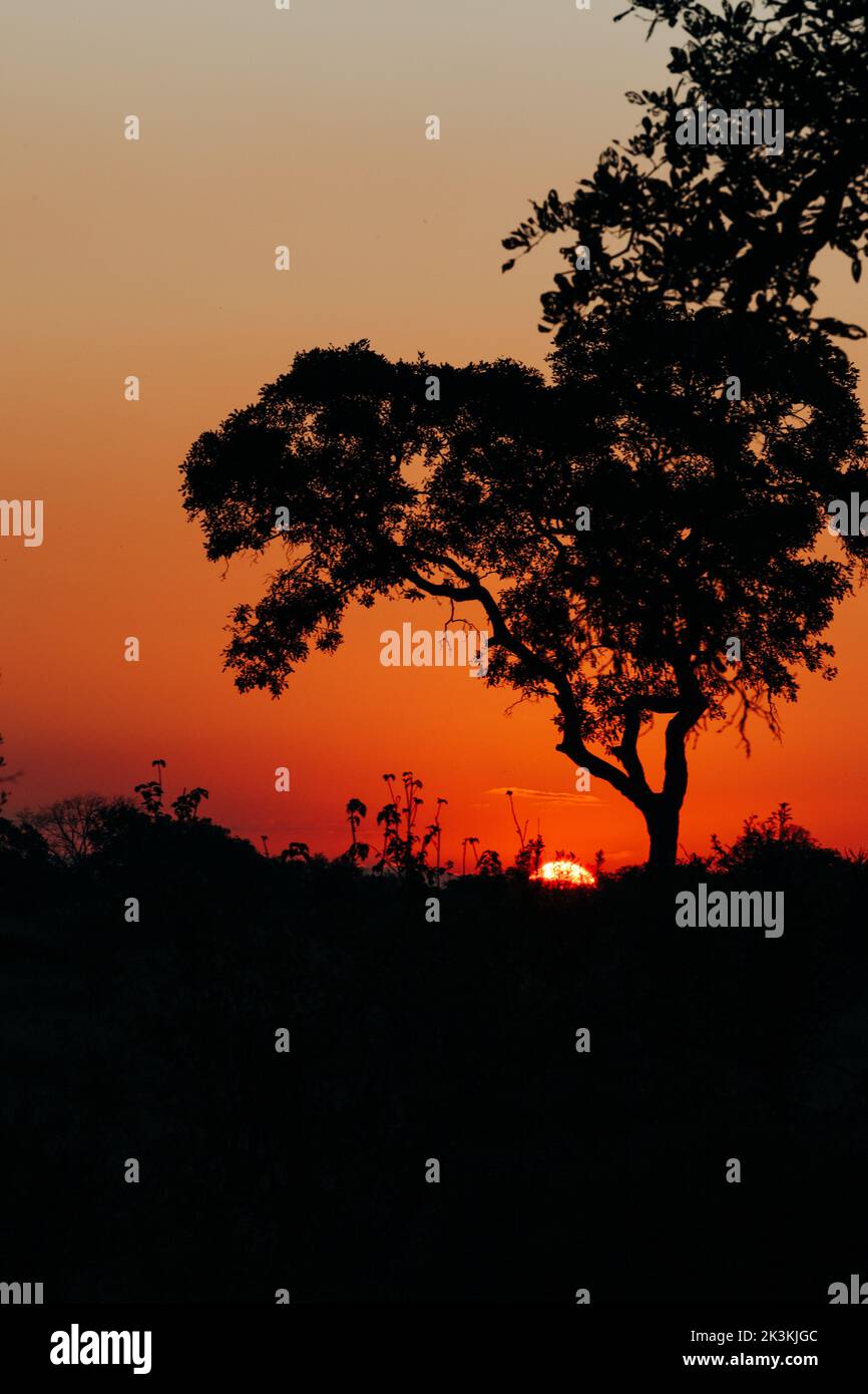 The sun going behind big trees over the African savanna makes for a wonderful orange sunset in clear skies. Stock Photo
