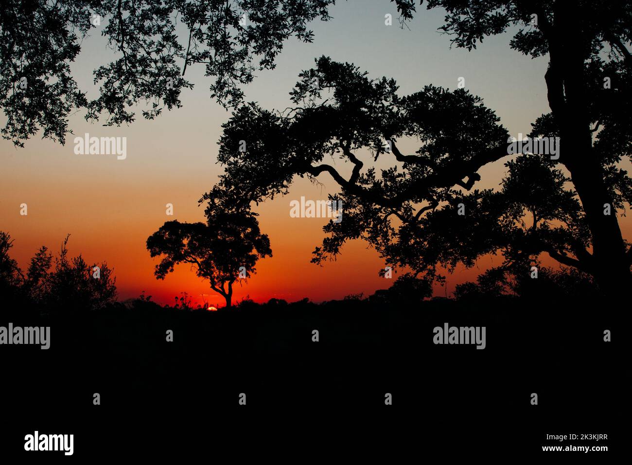 The sun going behind big trees over the African savanna makes for a wonderful orange sunset in clear skies. Stock Photo