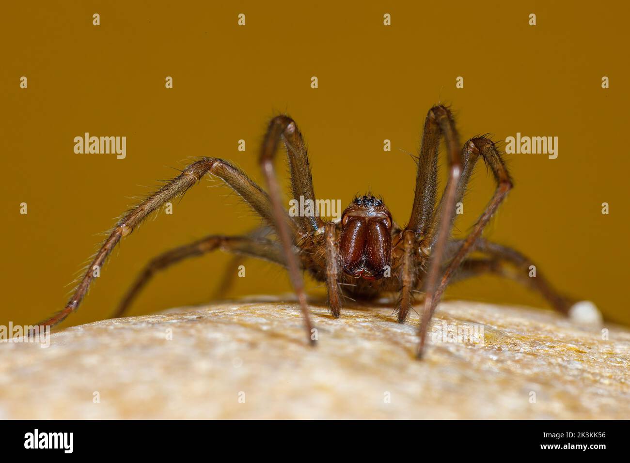 The big house spider Tegenaria domestica Stock Photo