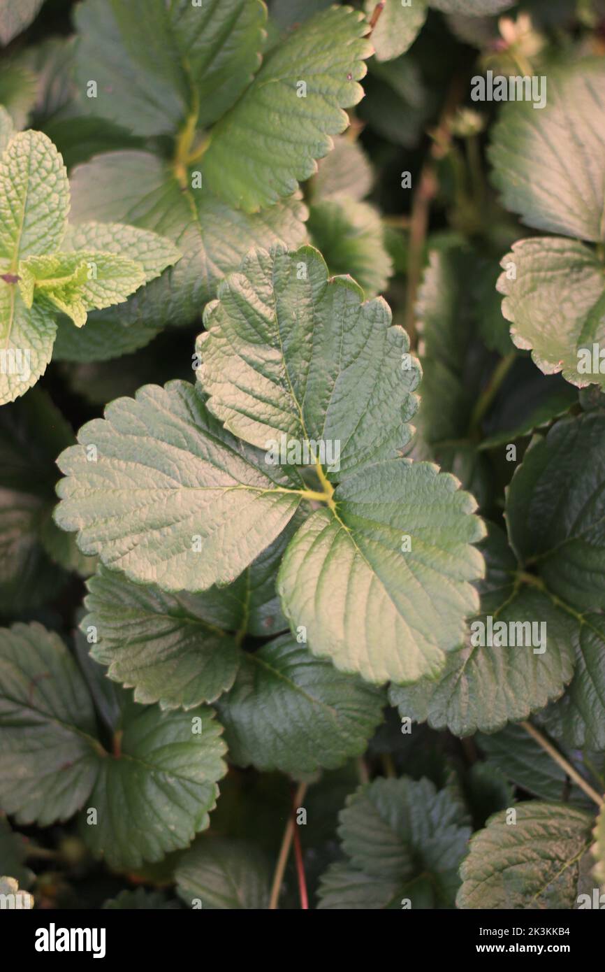 Leafy strawberry plant with three leaves growing in the kitchen garden ...