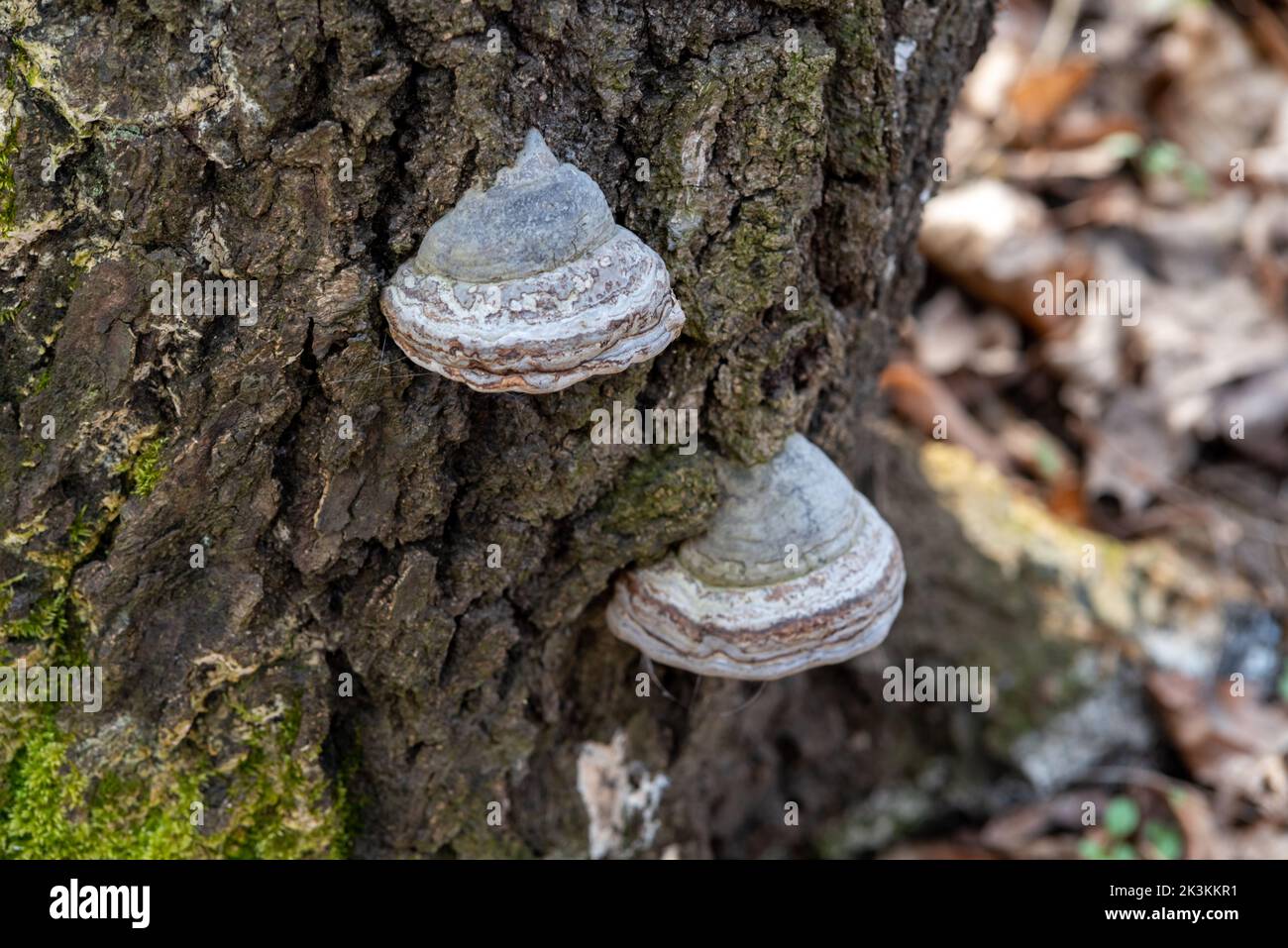 A closeup of hoof fungus on tree bark Stock Photo - Alamy