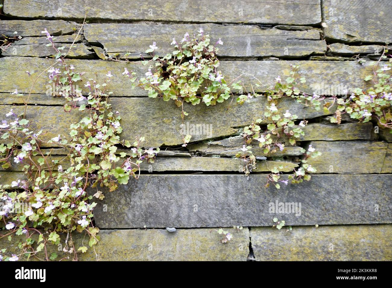 The flowers growing from a stone wall Stock Photo - Alamy
