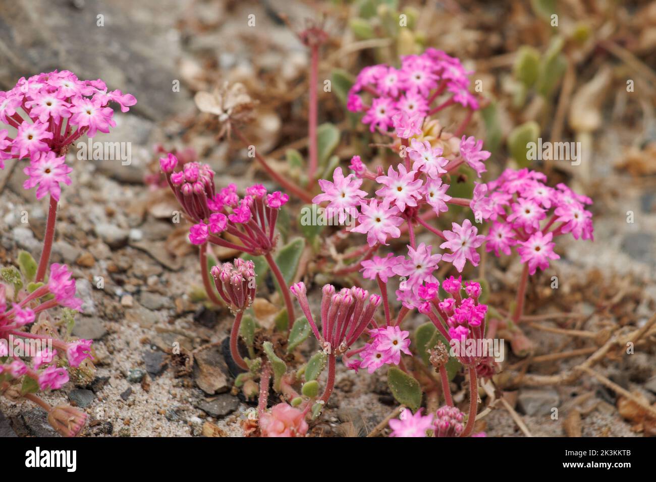 Pink flowering racemose capitate cluster inflorescences of Abronia Umbellata, Nyctaginaceae, native perennial herb in Coastal Ventura County, Summer. Stock Photo