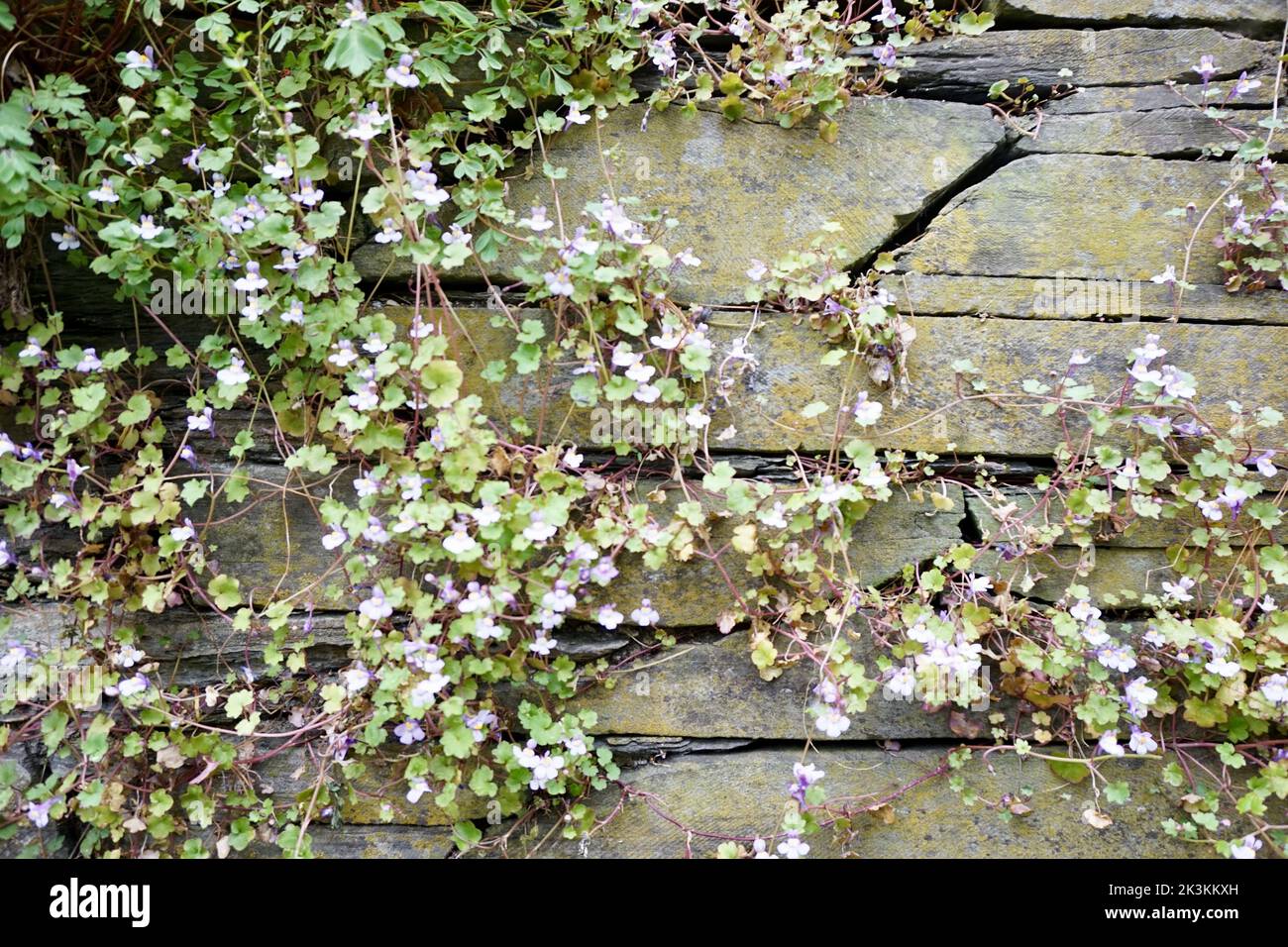 The flowers growing from a stone wall Stock Photo - Alamy