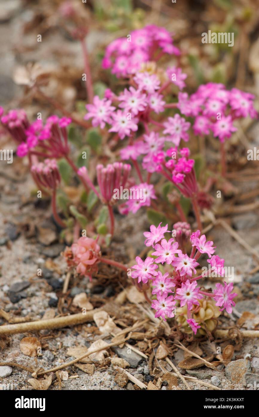 Pink flowering racemose capitate cluster inflorescences of Abronia Umbellata, Nyctaginaceae, native perennial herb in Coastal Ventura County, Summer. Stock Photo