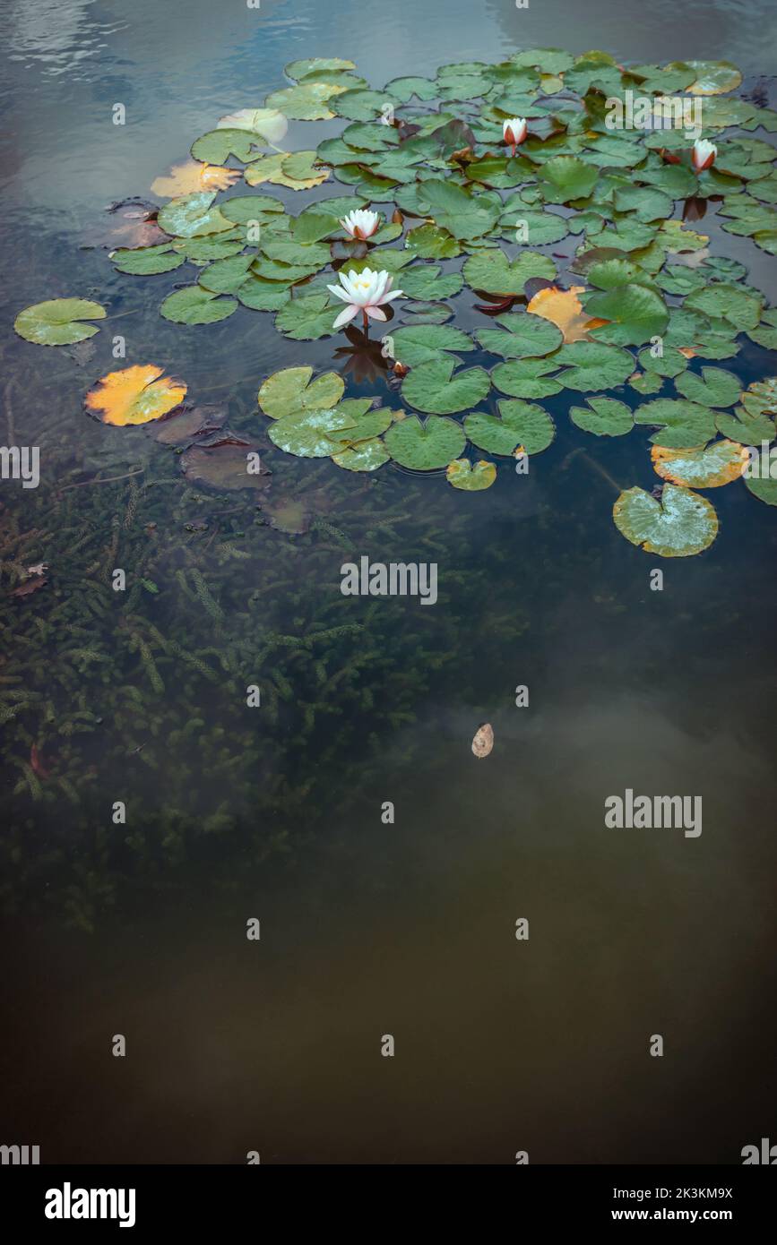 Nymphaea water lily hi-res stock photography and images - Alamy