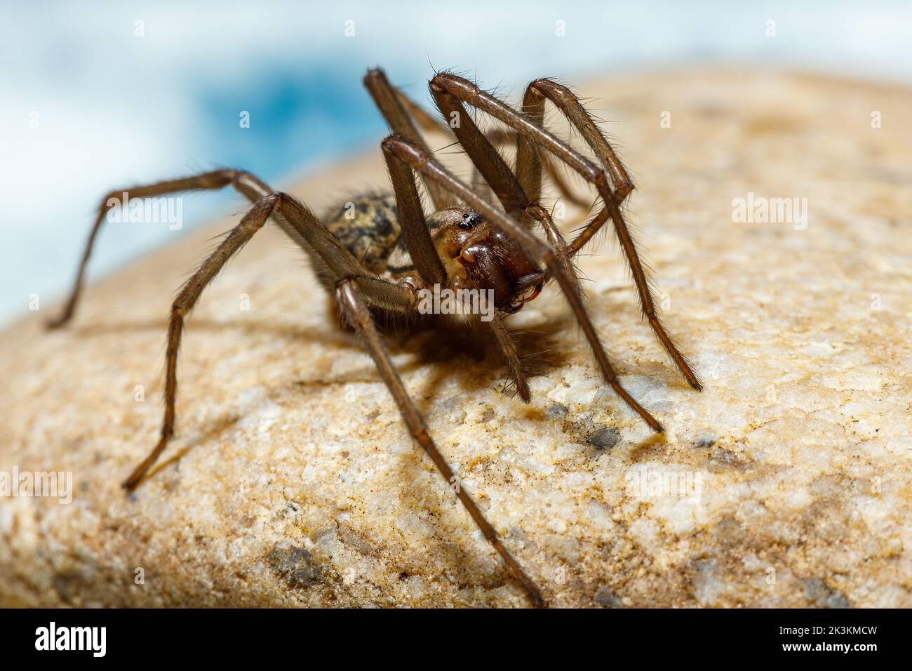 The big house spider Tegenaria domestica Stock Photo