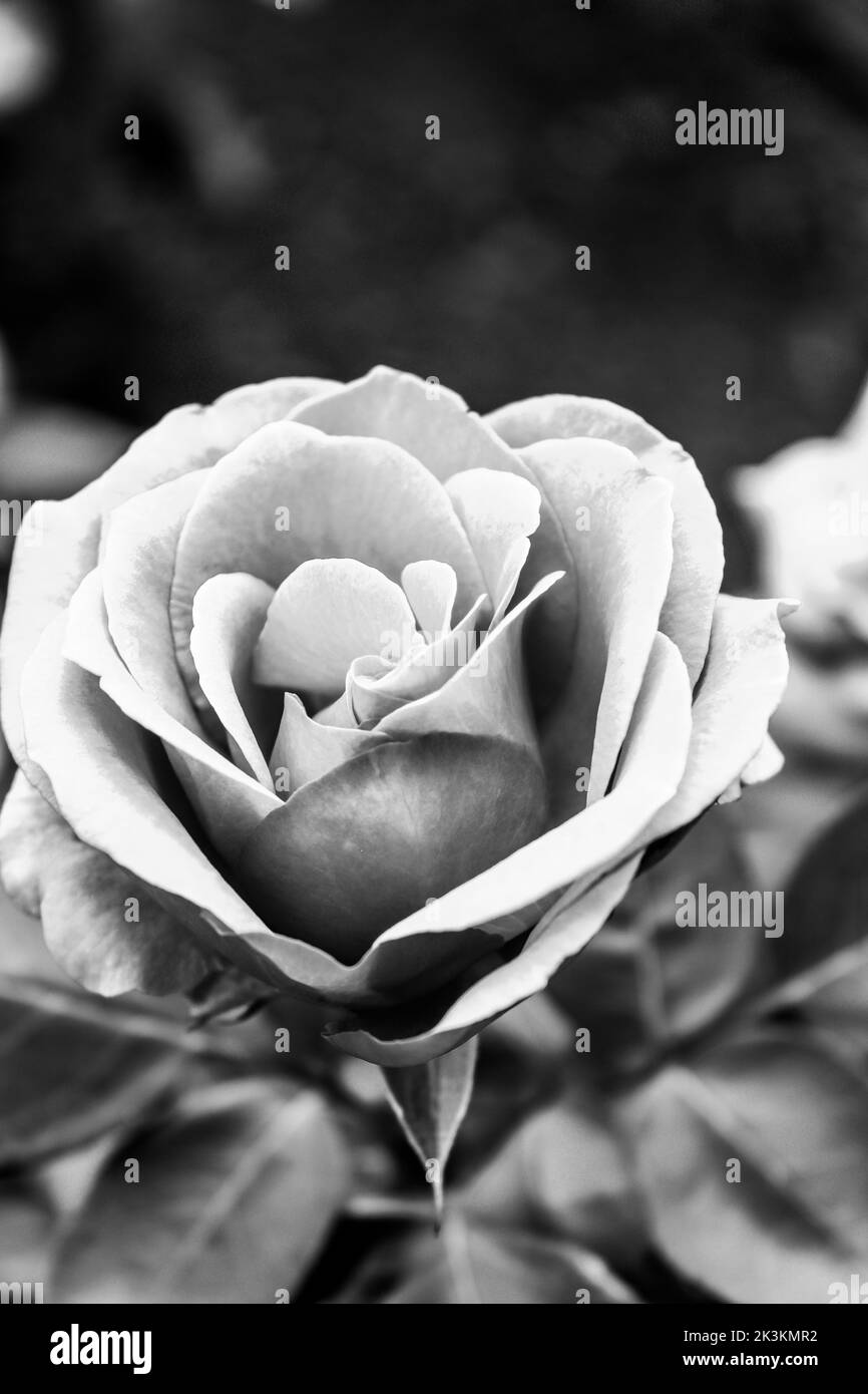 A closer look at a pink rose in a local garden, photo made in black and