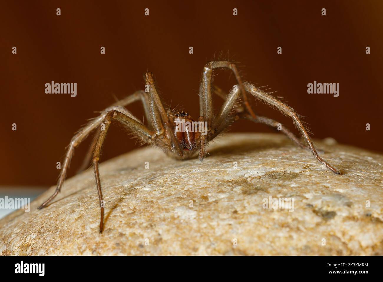 The big house spider Tegenaria domestica Stock Photo