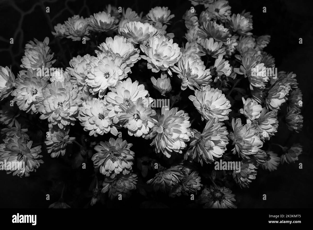 Bouquet of Chrysanthemums photographed during the night to highlight the general aspects, image made in black and white Stock Photo