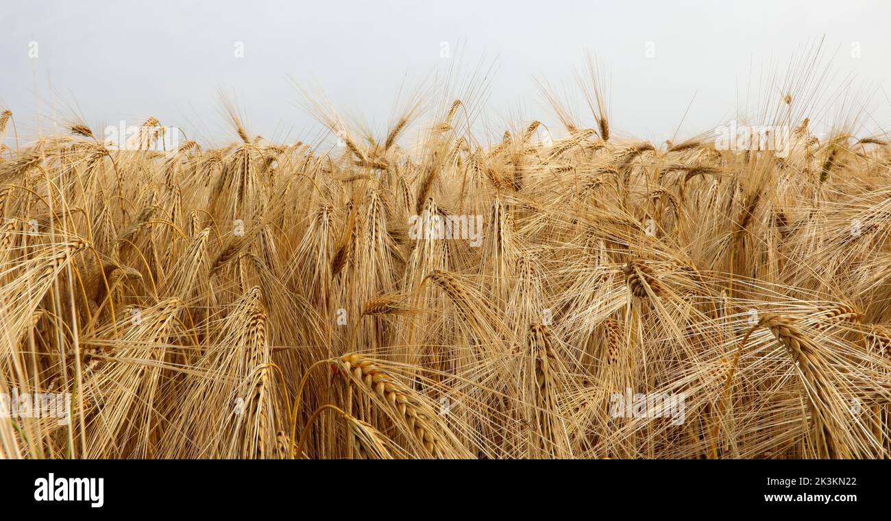 yellow background with golden wheat ears of wheat ripened for harvest in summer Stock Photo