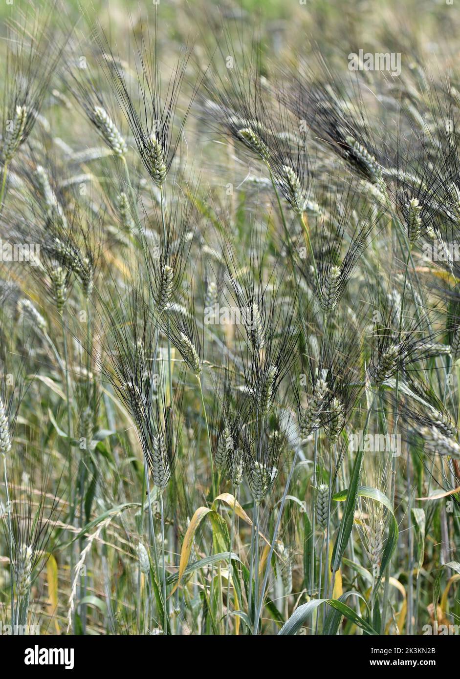 ears of an ancient wheat grown almost exclusively in Italy called SENATORE CAPPELLI Stock Photo