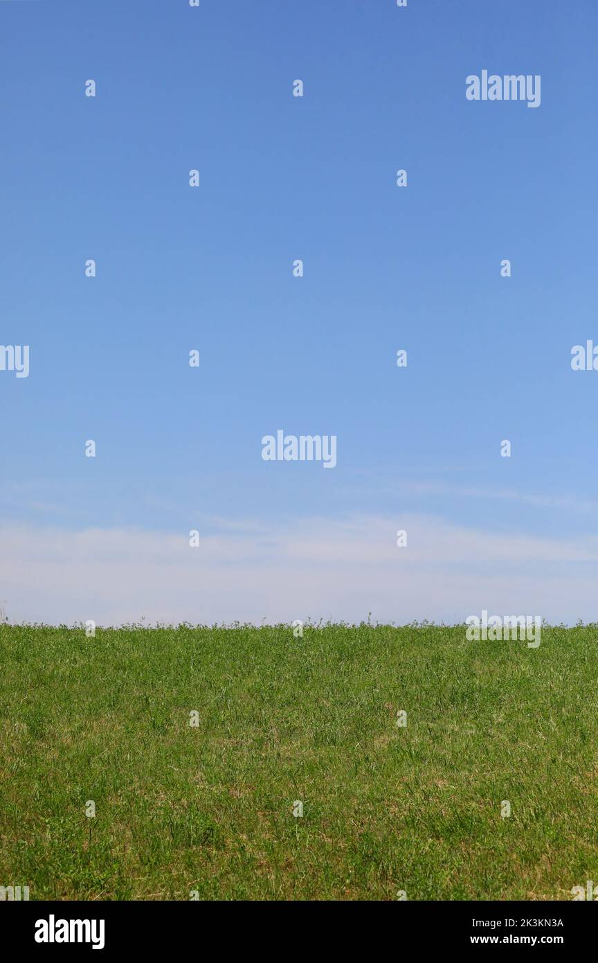 simple nature background with blue sky above and green grass below with no people ideal for writing custom text Stock Photo