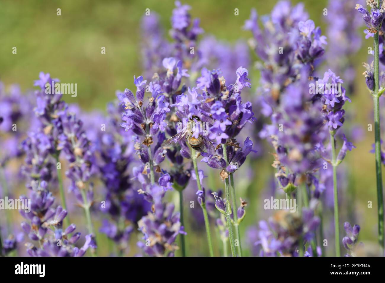 Bee insect sucking nectar from fragrant lavender flowers useful for pollinating other plants Stock Photo