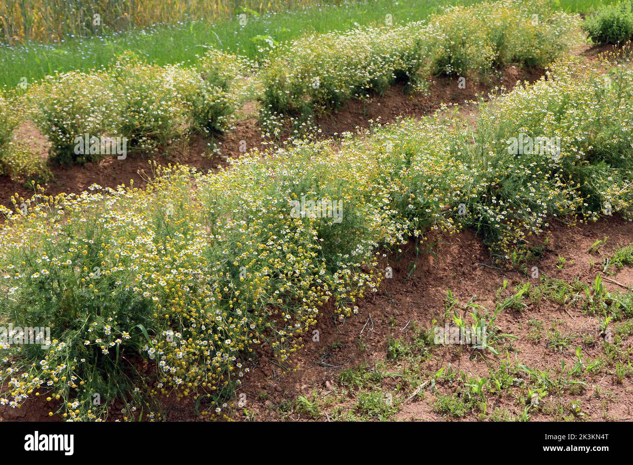 field cultivated with chamomile flowers for the production of relaxing herbal teas in summer Stock Photo