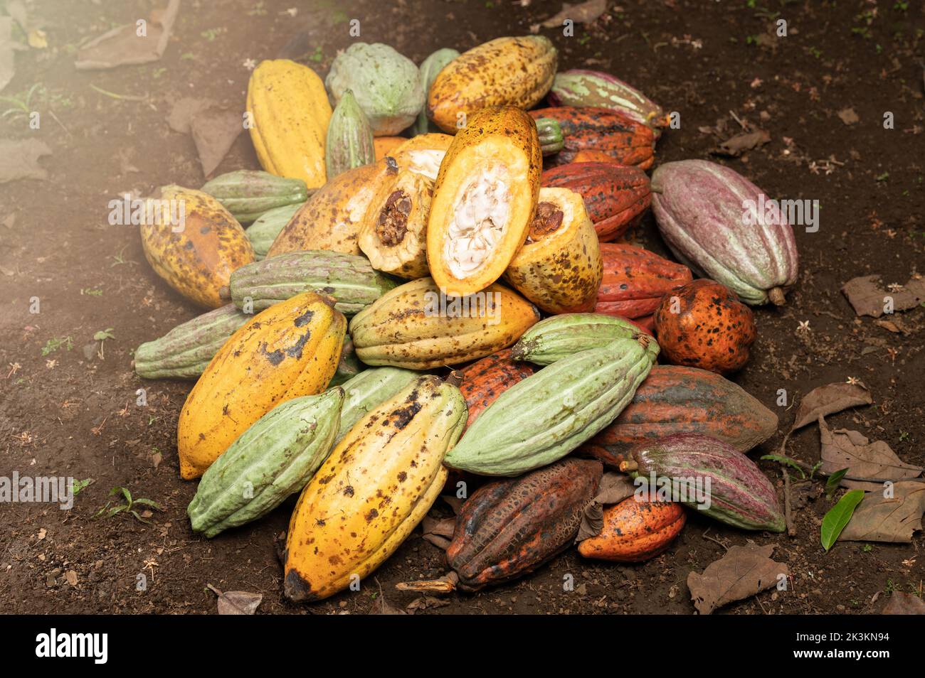 Fresh cut of cacao pod in pile lay in ground Stock Photo