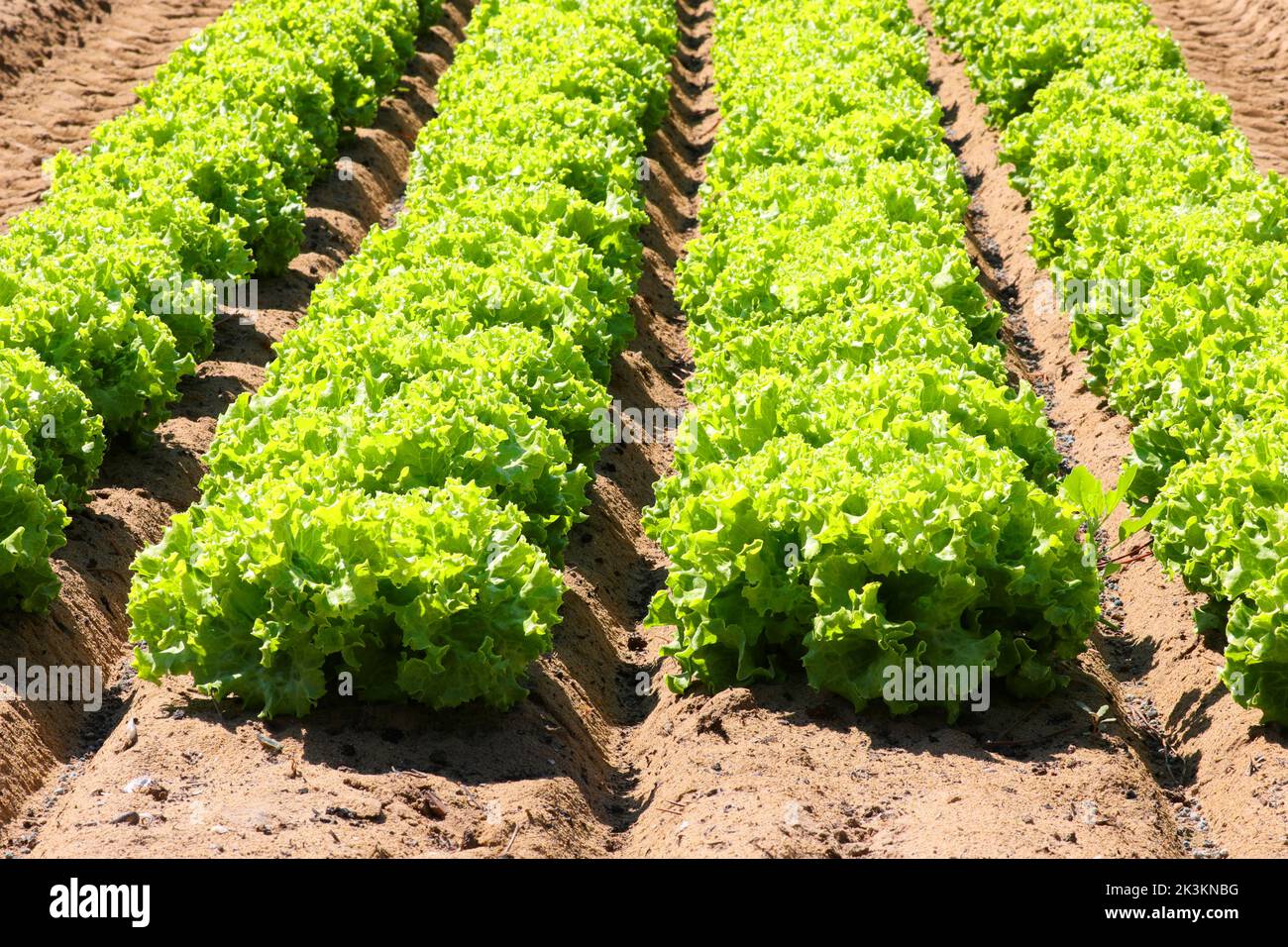 green head of fresh lettuce grown in the cultivated field in summer Stock Photo