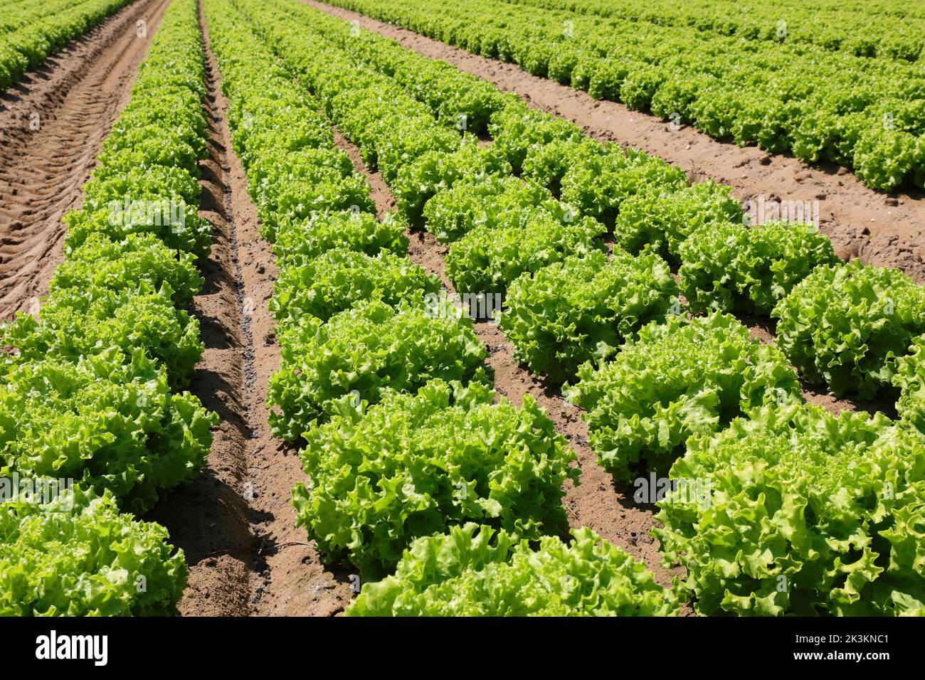 large cultivated field of green lettuce with draining sandy soil in summer Stock Photo
