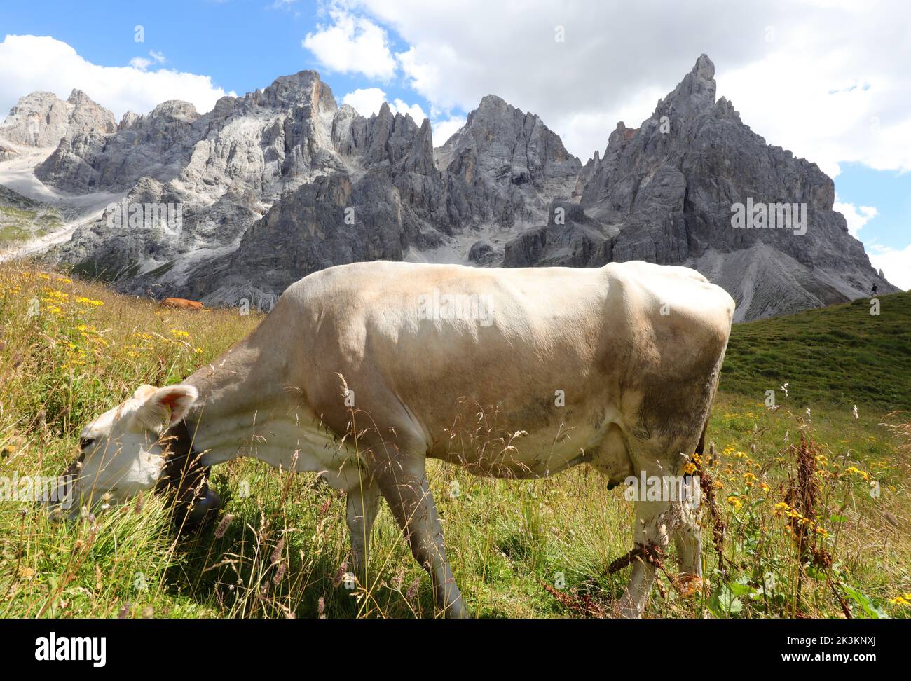 white cow grazes the grass of the meadow in the mountains in summer Stock Photo