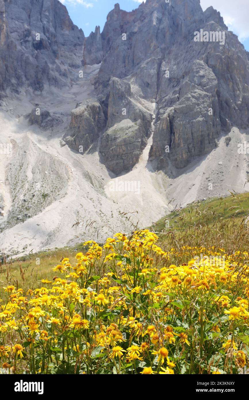Yellow flowers of Arnica Montana and the mountains of the Dolomites in the Alps in Italy in summer Stock Photo