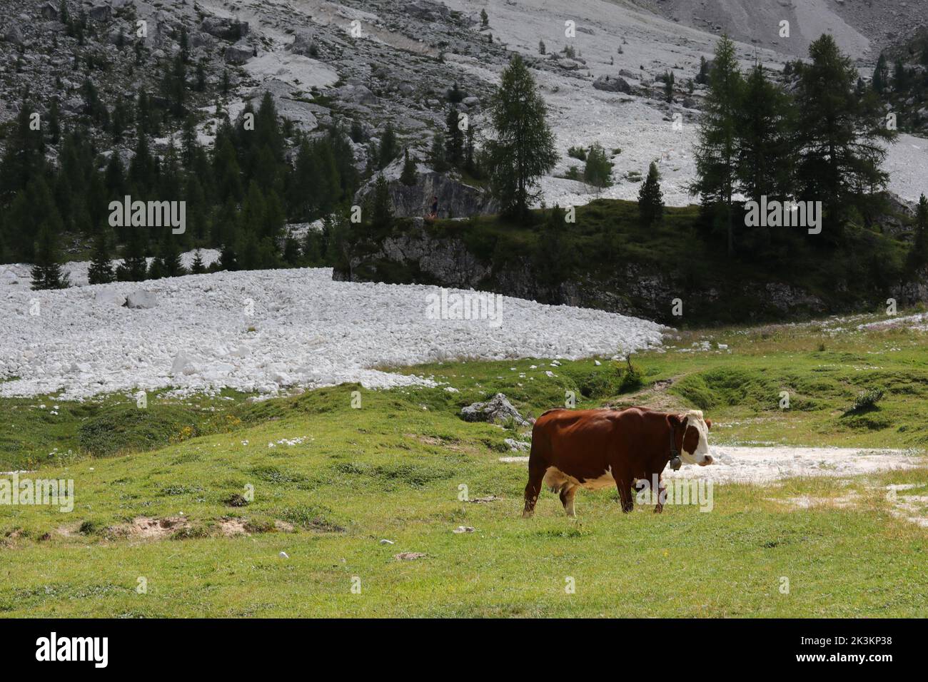 Grazing cow grazing the mountain grass free to graze in the meadows Stock Photo