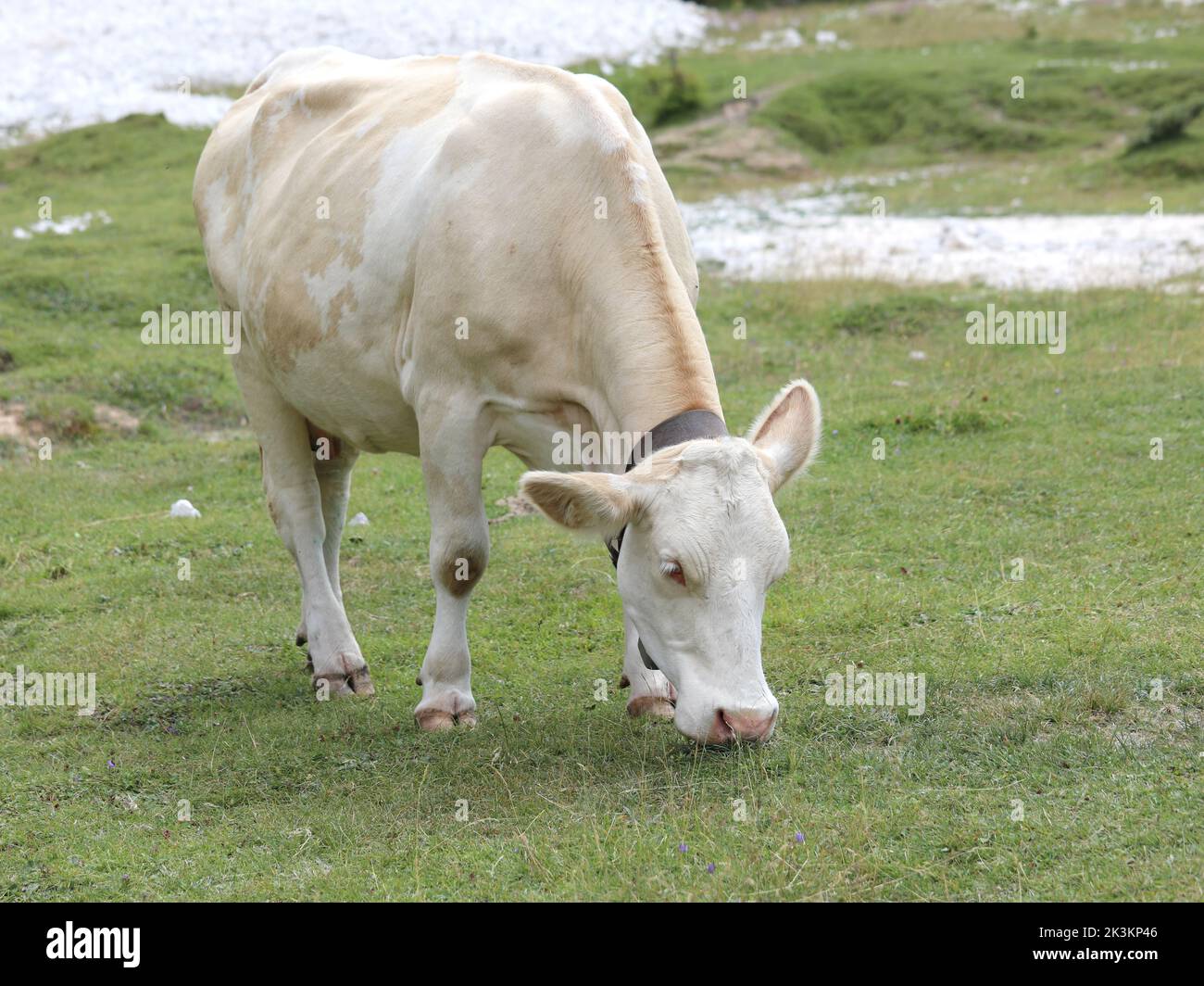 white cow while grazing the grass in the valley in the mountains in summer Stock Photo