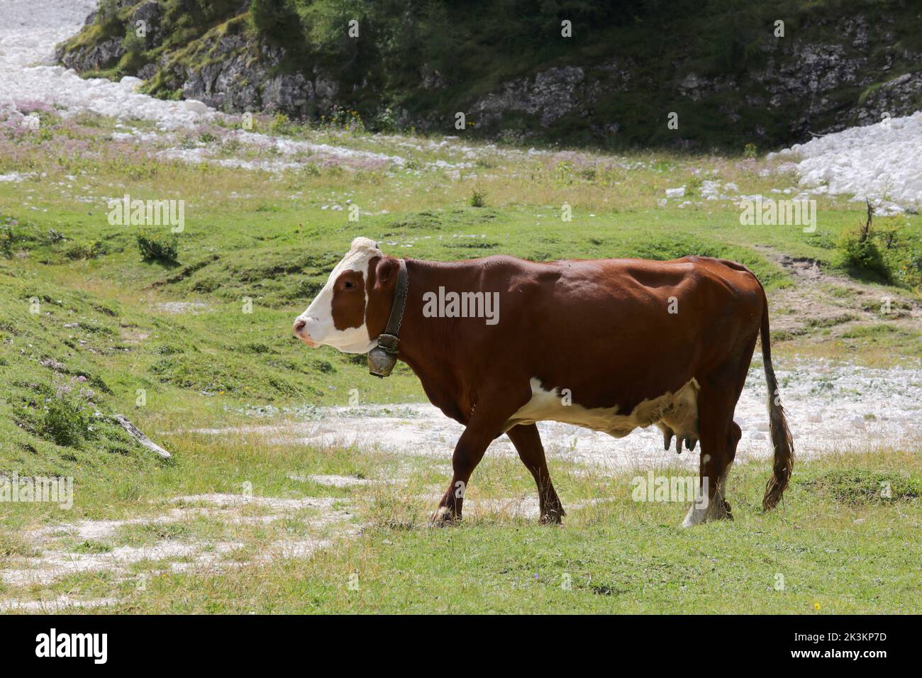 brown cow while grazing green grass in the high mountain meadows in summer Stock Photo