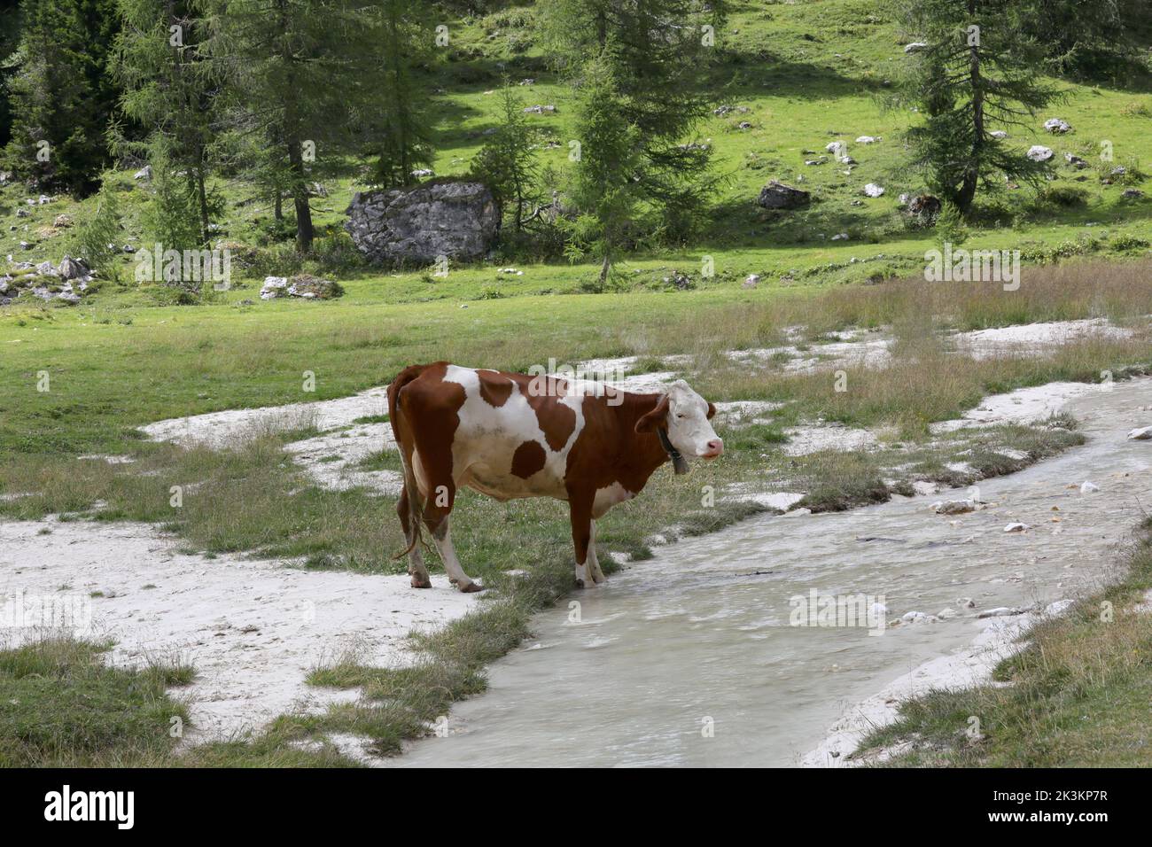 cow grazing while drinking in the mountain stream Stock Photo