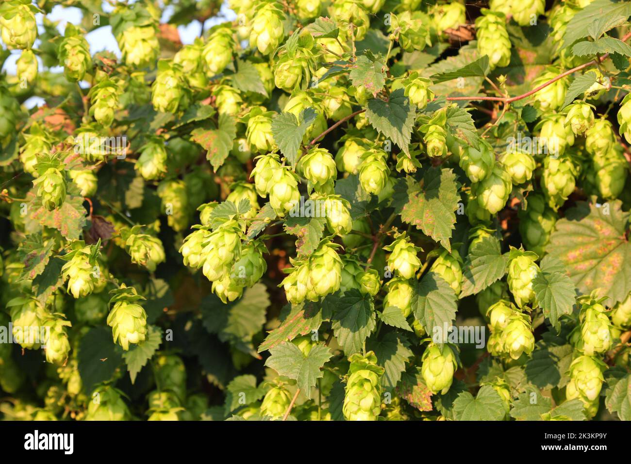 ripe hop flowers on the plant for use in the berwing industry and for making beer Stock Photo