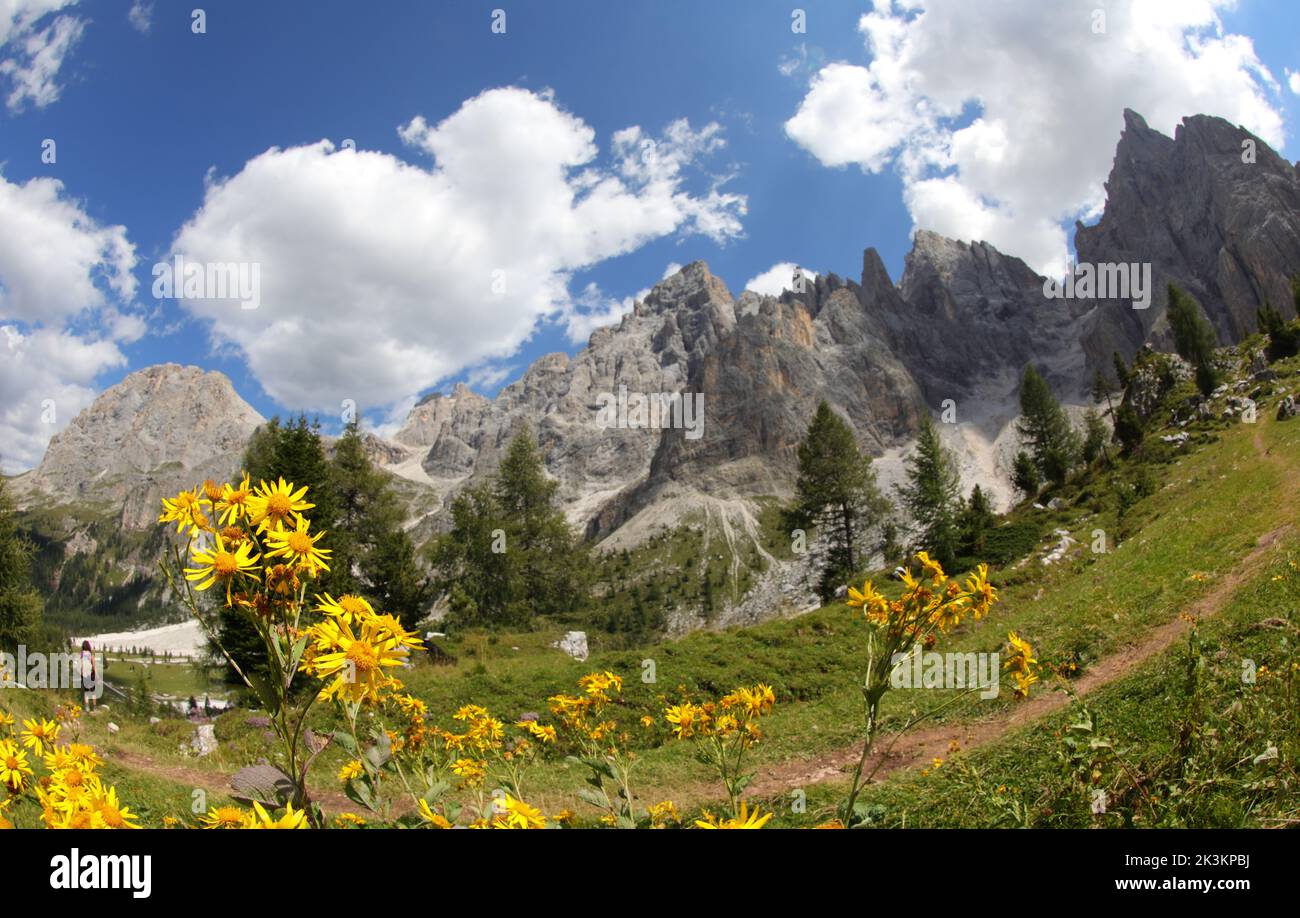 Yellow flowers of Arnica Montana and the Dolomites mountains in the European Alps in Northern Italy Stock Photo