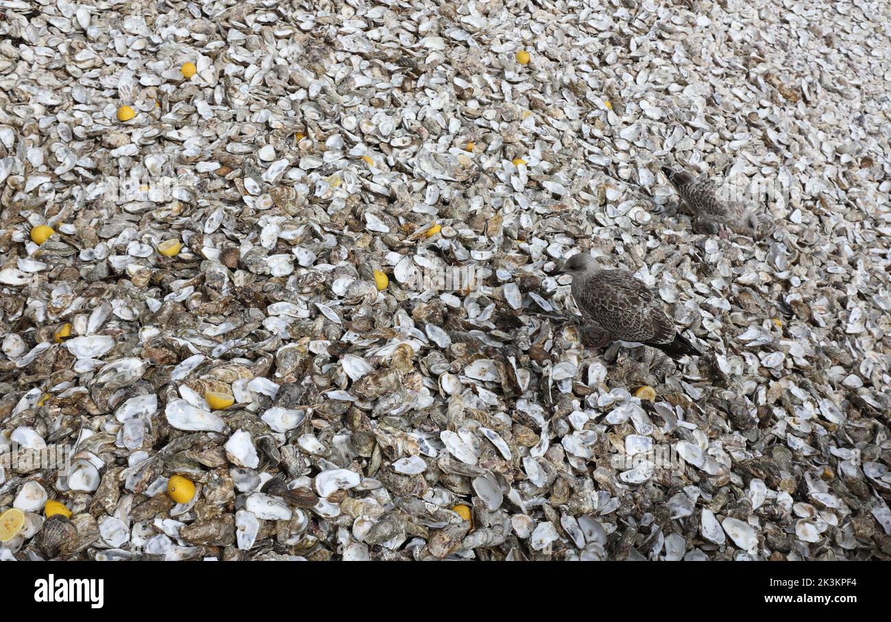 seagull eating oyster shells thrown by tourists in the beach Stock Photo