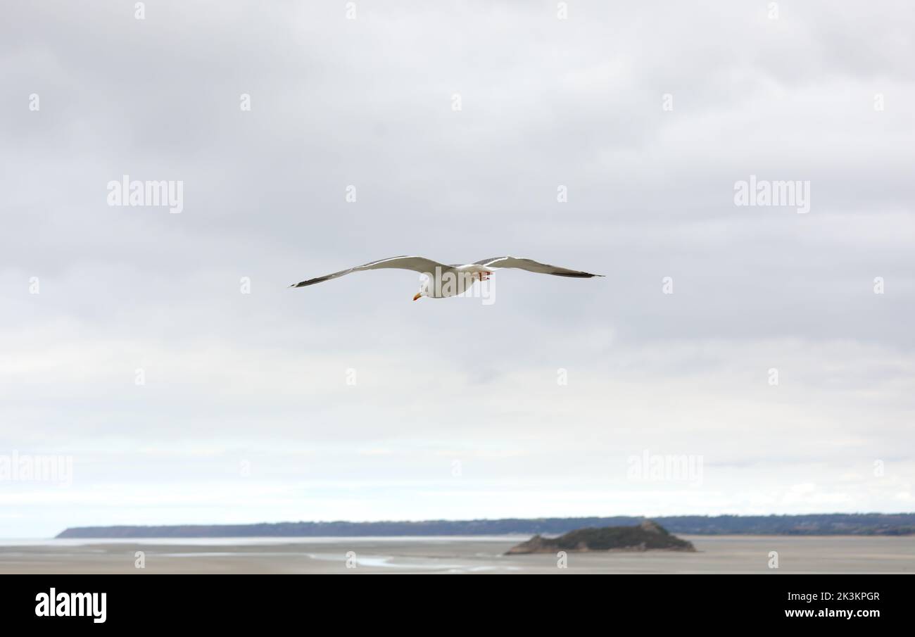 white seagull with yellow beak flying free in the sky above the promontory with spread wings Stock Photo