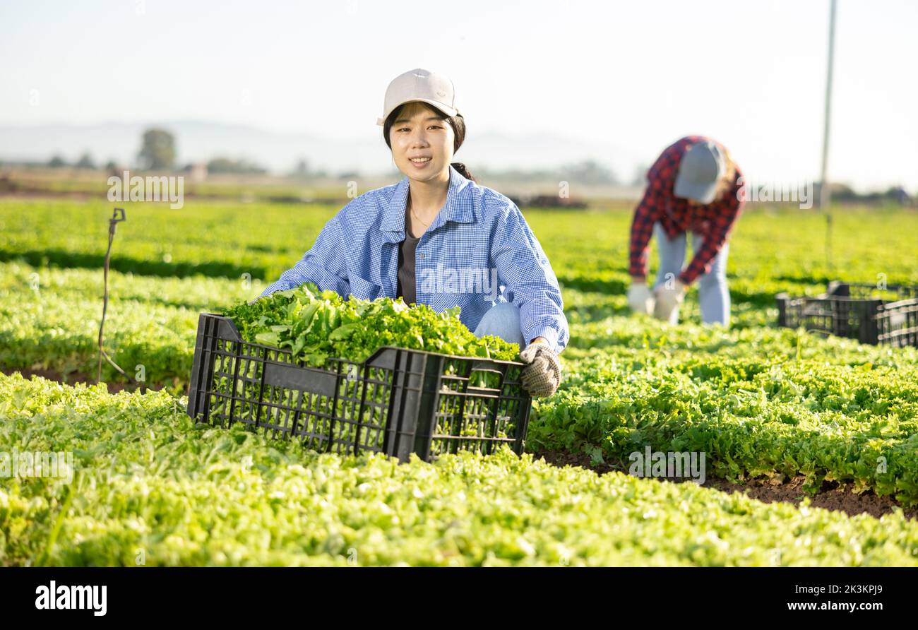 Positive asian girl farmer gathering fresh lettuce Stock Photo Alamy