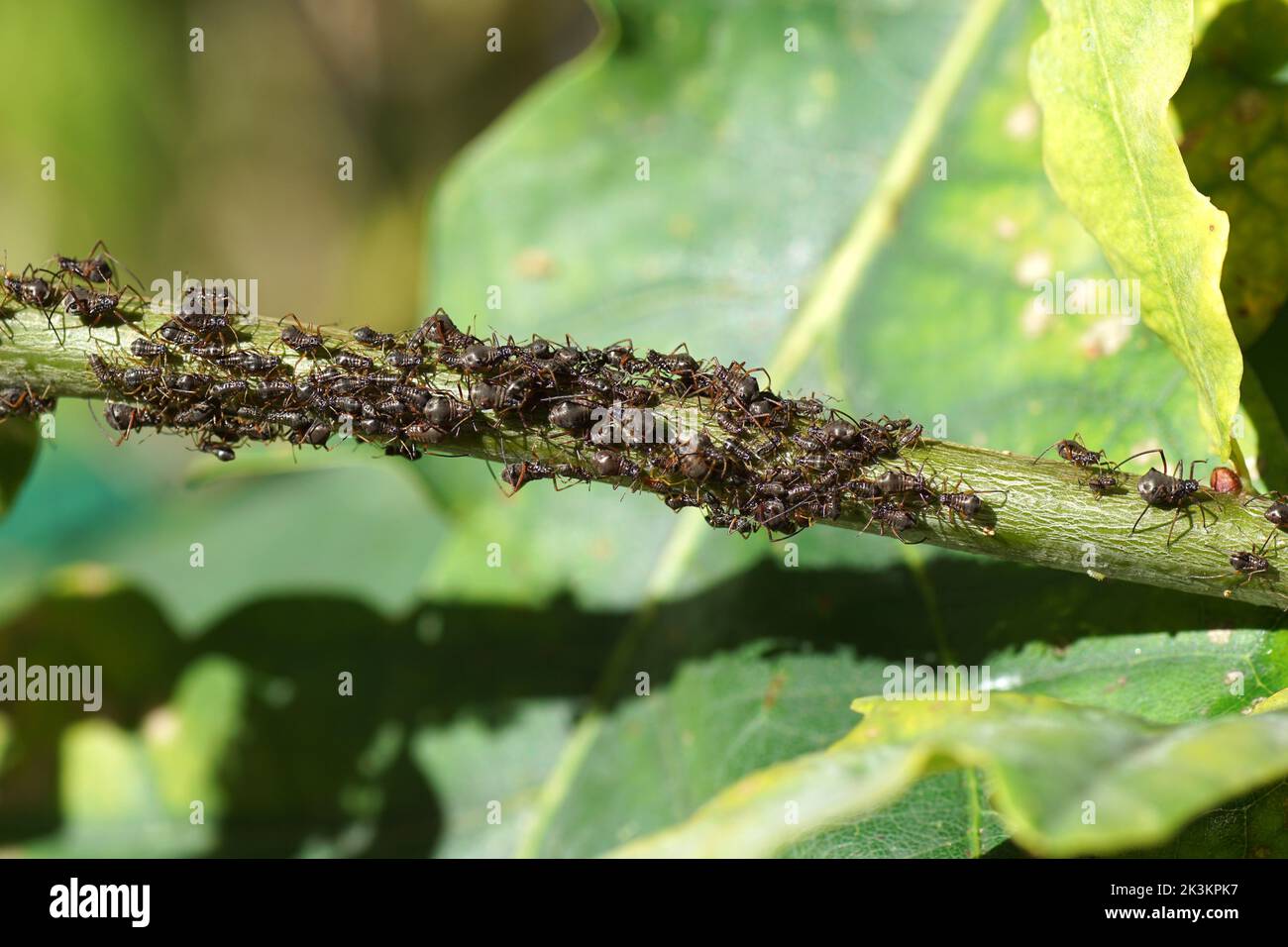 Many Variegated oak aphids (Lachnus roboris) on a young stem of an oak (Quercus). Autumn, Dutch garden Stock Photo
