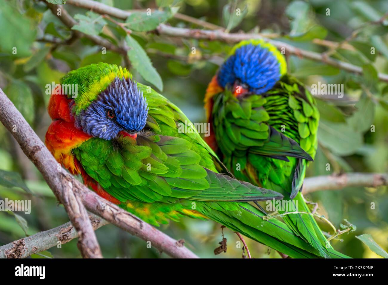 Two rainbow lorikeets (Trichoglossus moluccanus) resting in tree, species of parrot native to Australia Stock Photo