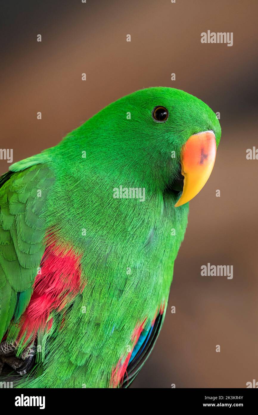 Eclectus parrot (Eclectus roratus) close-up portrait of male, native to  New Guinea, Australia and Indonesia Stock Photo