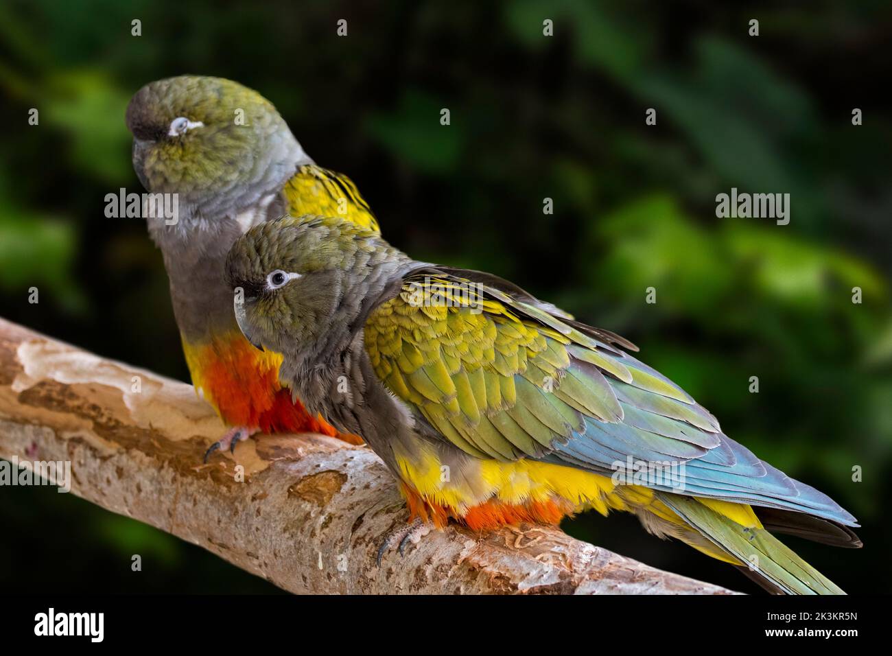 Burrowing parrot / burrowing parakeet / Patagonian conure (Cyanoliseus patagonus) couple perched in tree, parrot native to Argentina and Chile Stock Photo
