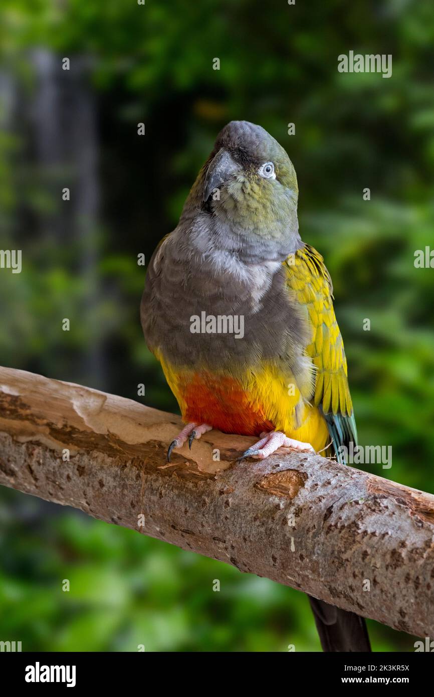 Burrowing parrot / burrowing parakeet / Patagonian conure (Cyanoliseus patagonus) perched in tree, parrot native to Argentina and Chile Stock Photo