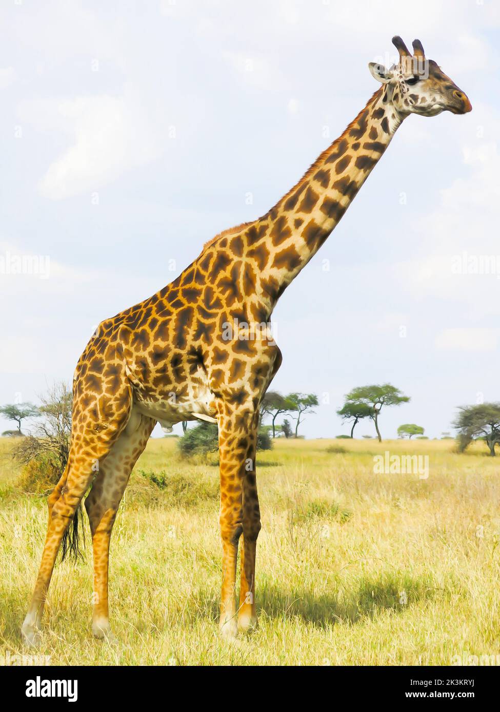 Giraffe in the Serengeti National Park, Tanzania, East Africa Stock Photo
