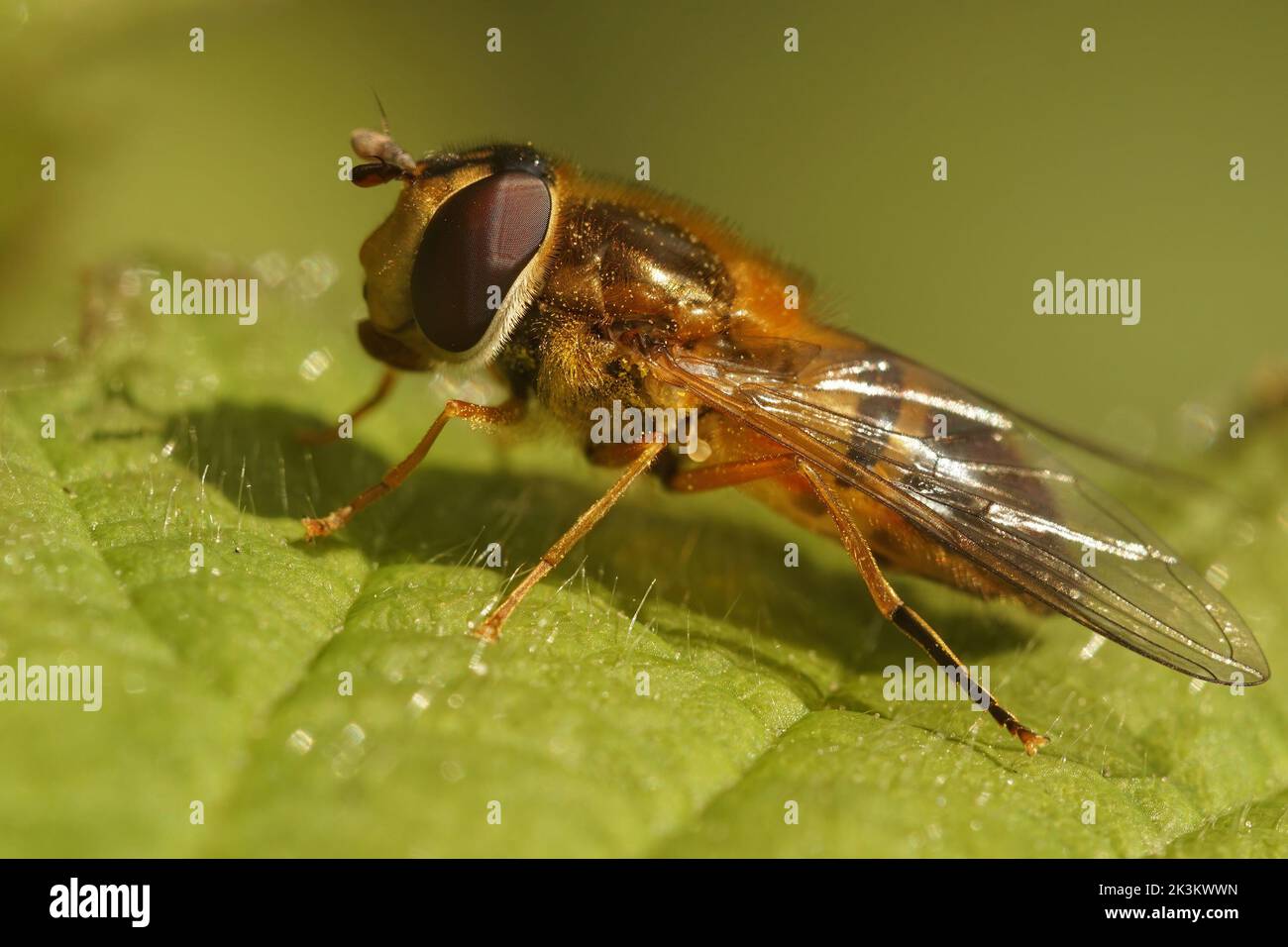 Closeup on a European hoverfly species, Epistrophe eligans sitting on a green leaf in the garden Stock Photo