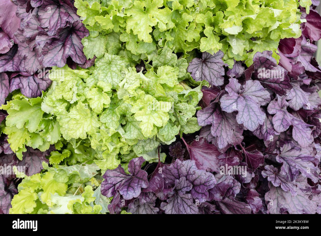 Green and purple heuchera plants background. Saxifragaceae family Stock Photo