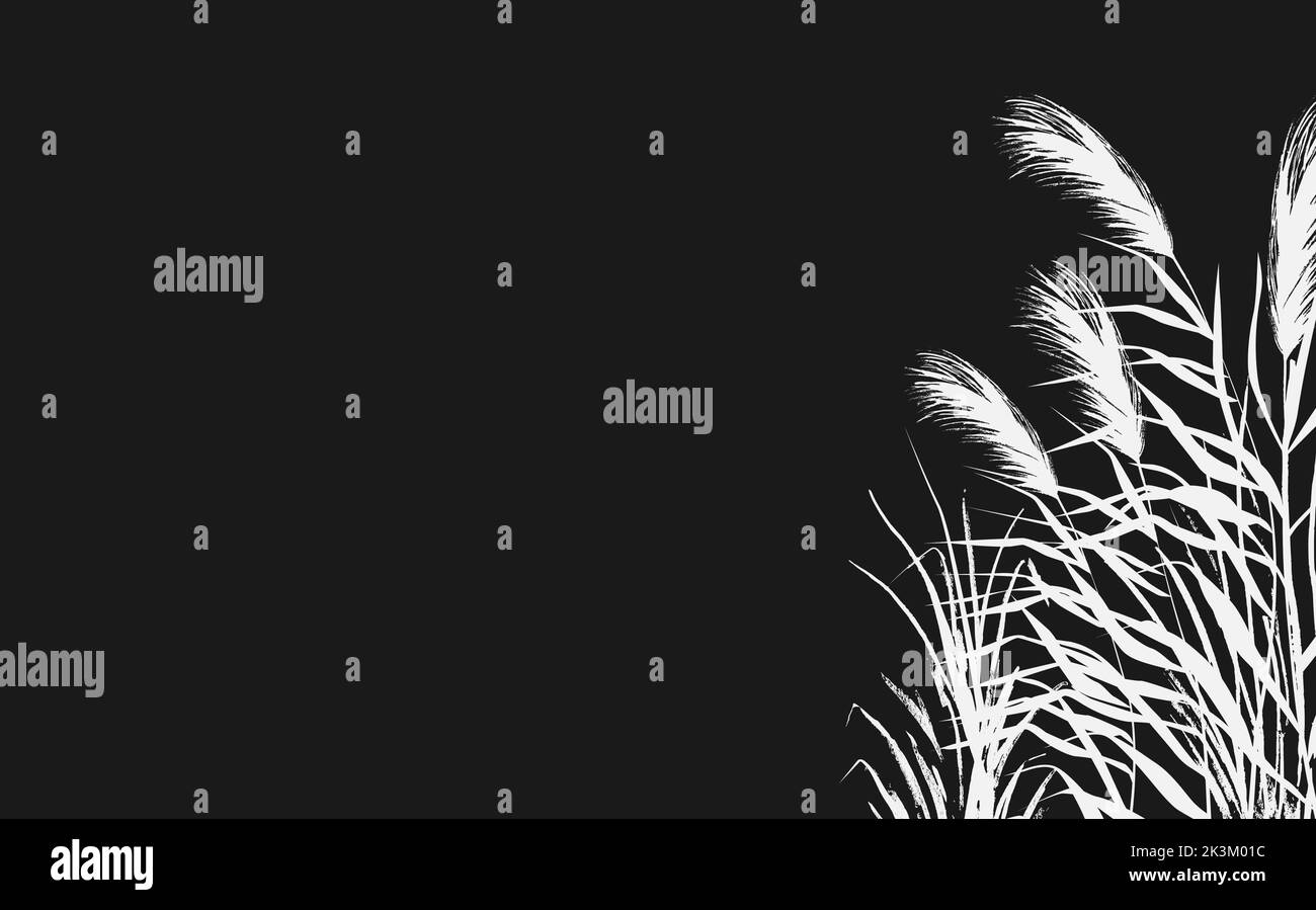 Isolated vector drawing.Image of a white reed or bulrush on a black ...