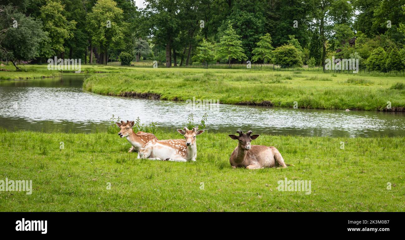 Young deer lying on the grass. Stock Photo